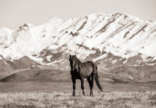 Load image into Gallery viewer, "The Black Stallion"