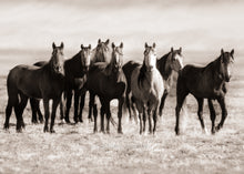 Load image into Gallery viewer, "Curious"