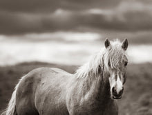 Load image into Gallery viewer, "Mesmerized" VII