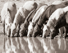 Load image into Gallery viewer, Wild Horse Photo"Synchronized Hydration"
