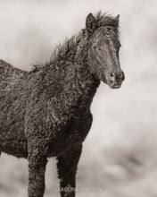 Load image into Gallery viewer, "Wyoming Curls"
