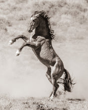 Load image into Gallery viewer, "Wyoming Untamed"