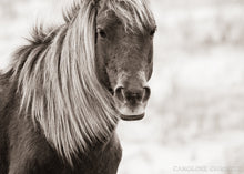 Load image into Gallery viewer, "Assateague Beauty"