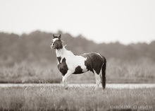 Load image into Gallery viewer, "Assateague Stallion"