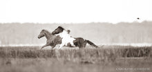 Load image into Gallery viewer, "Free to Fly" Assateague Wild Horse Photograph
