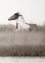 Load image into Gallery viewer, "Free and Fabulous!"