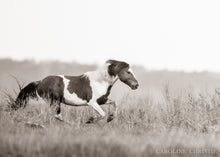 Load image into Gallery viewer, "Free and Fabulous!" Wild Horse Photo