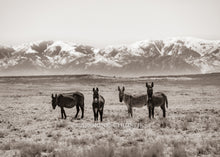 Load image into Gallery viewer, "The Wild Bunch II"