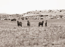Load image into Gallery viewer, "Canyon Burros"
