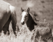 Load image into Gallery viewer, "Born Wild"