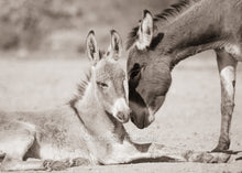 Load image into Gallery viewer, "Mellow Mood"