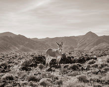 Load image into Gallery viewer, "Their Land"II