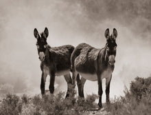 Load image into Gallery viewer, "Dusty II"