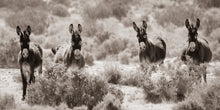 Load image into Gallery viewer, "4 Wise Burros"