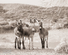 Load image into Gallery viewer, "Three Cuties!" Wild Burro Photograph."