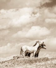 Load image into Gallery viewer, "Standing Strong"      Wild Horse Photograph.