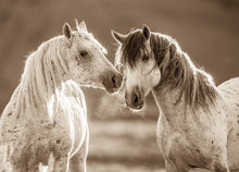 Load image into Gallery viewer, "Close Enough"      Wild Horse Photograph.