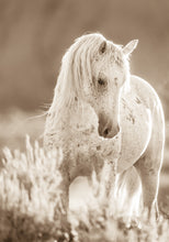 Load image into Gallery viewer, "Wild At Heart"      Wild Horse Photograph.