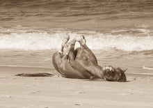 Load image into Gallery viewer, "Bliss"      Wild Horse Photograph.