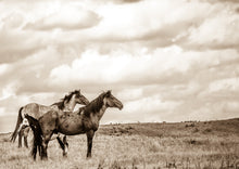 Load image into Gallery viewer, "The Bad Lands"      Wild Horse Photograph.