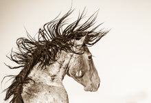 Load image into Gallery viewer, "Electric"      Wild Horse Photograph.
