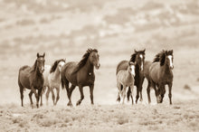 Load image into Gallery viewer, "Hoofbeats"       Wild Horse Photograph.