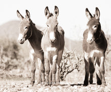 Load image into Gallery viewer, "Bachelor Burros" Wild Burro Photograph.