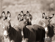 Load image into Gallery viewer, "Whole Lotta of Ears" Wild Burro Photograph.