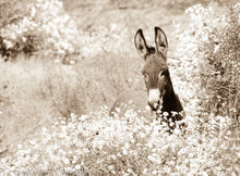 Load image into Gallery viewer, "BURRO!!" Wild burro Photograph