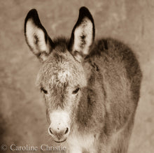 Load image into Gallery viewer, Wild Burro Photograph. "Baby Burro"