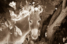 Load image into Gallery viewer, "Hello Sunshine" Wild Burro Photograph