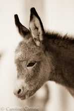 Load image into Gallery viewer, "Baby Burro" Wild Burro Photograph.