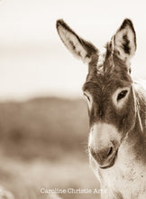 Load image into Gallery viewer, "Howdy"Wild Burro Photograph.