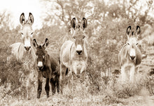 Load image into Gallery viewer, "The Mob" Wild Burro Photograph.