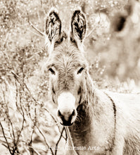 Load image into Gallery viewer, "Burro Bombshell" Wild Burro Photograph.
