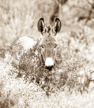 Load image into Gallery viewer, "Burro in the Bush II" Wild Burro Photograph.