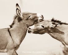 Load image into Gallery viewer, "Burro Bite"Wild Burro Photograph
