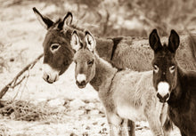 Load image into Gallery viewer, "Burro Family"Wild Burro Photograph.