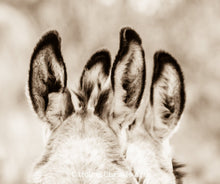 Load image into Gallery viewer, "Burro Ears"Wild Burro Photograph