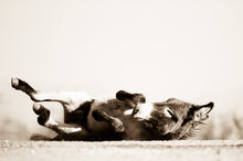 Load image into Gallery viewer, "Burro Roll !!"Wild Burro Photograph.