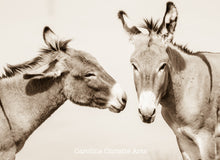 Load image into Gallery viewer, "Burro Besties"Wild Burro Photograph.