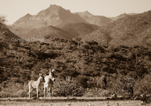 Load image into Gallery viewer, "Burro Land"Wild Burro Photograph.