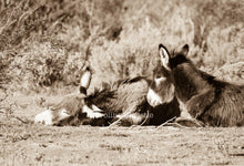 Load image into Gallery viewer, "Nap time"Wild Burro Photograph.