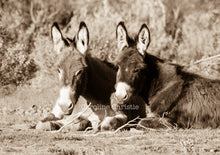 Load image into Gallery viewer, "Burro Chill Time"Wild Burro Photograph.