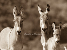 Load image into Gallery viewer, "Just the three of us." Wild Burro Photograph.