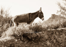 Load image into Gallery viewer, "Mountain Girl"Wild Burro Photograph.