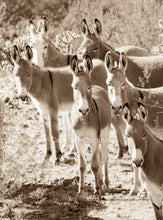 Load image into Gallery viewer, "Did somebody say Wild?" Wild Burro Photograph.