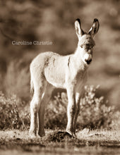 Load image into Gallery viewer, "Baby Burro"Wild Burro Photograph.