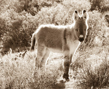 Load image into Gallery viewer, "Itty Bitty Burro"Wild Burro Photograph