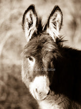 Load image into Gallery viewer, "Sweet Friend"Wild Burro Photograph.